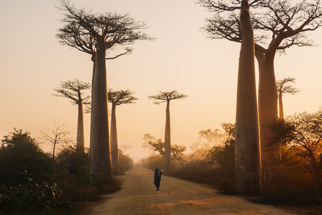 eSIM Madagaszkár — mobil adatcsomag Madagaszkárra